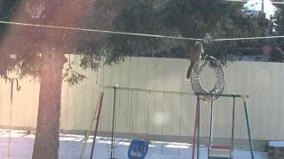 Wire Walking Squirrel Vs, Bluejays
