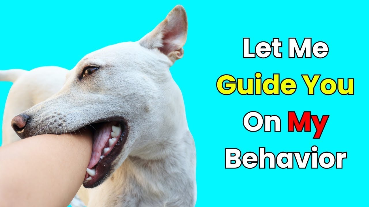 I Was Misinterpreting My Dog Until I Learned This!