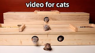 Cat TVrat videos for cats to watchcat games