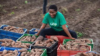 Make Money After 90 Days Of Investment On Sweet Potatoes Farming | Harvesting Day On 120 Acres