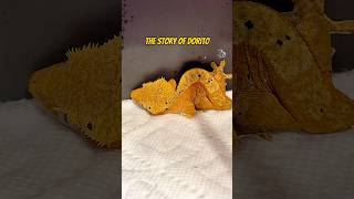 Dorito is getting stronger