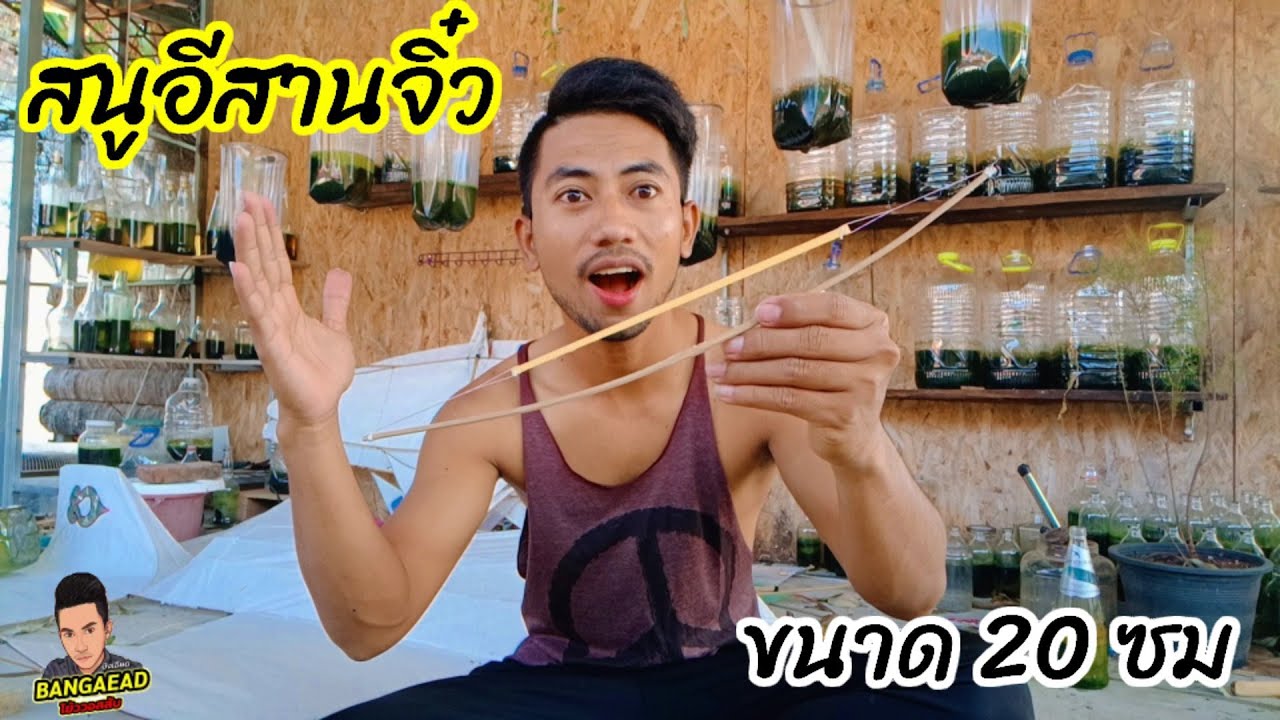 สนูอีสานอันจิ๋ว ขนาดความยาวใบขัด 20 ซม. จะดังไหม
