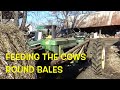 Feeding cattle round bales with antique 520 John Deere Tractor