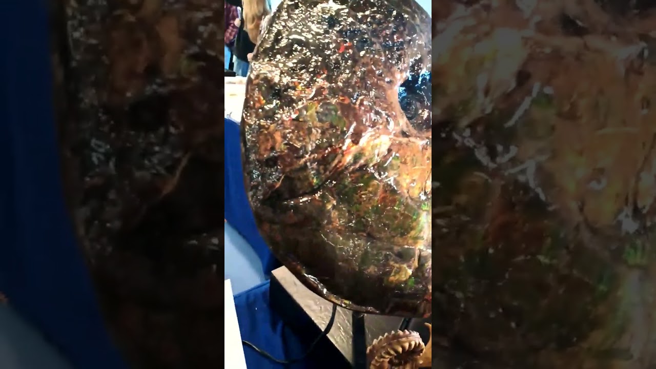 Giant Ammonite with Nacreous Ammolite layer #1