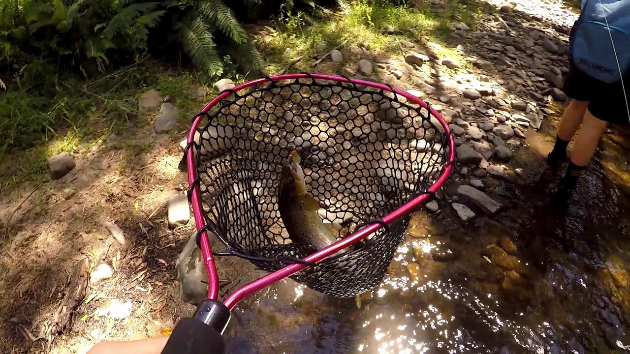 Trout Fishing Tasmania - YouTube
