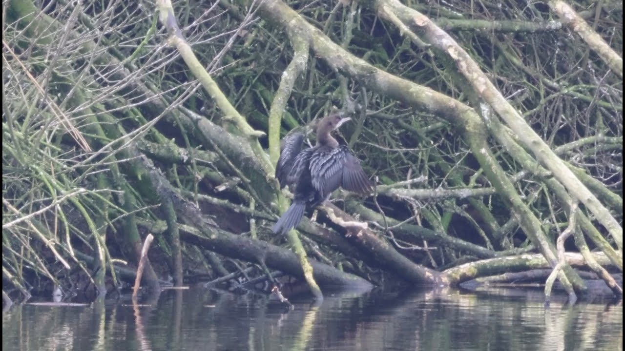 Pygmy cormorant - Dwergaalscholver
