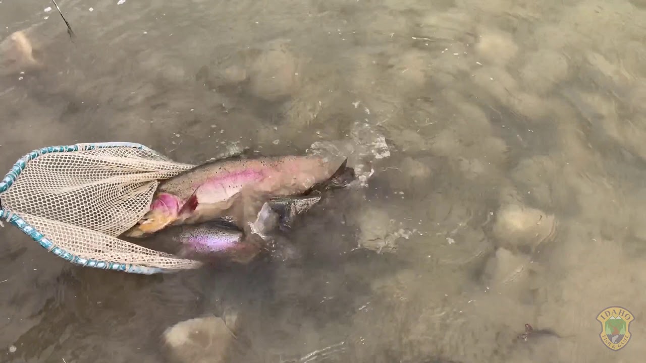 Large rainbow trout moved to local fishing ponds around Idaho Falls