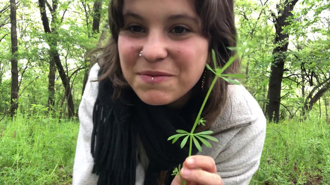 Cleavers A Spring Time Medicine YouTube