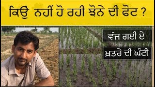 Paddy/ਝੋਨਾ ਫੋਟ ਕਿਉਂ ਨਹੀਂ ਕਰ ਰਿਹਾ?