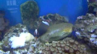 Spawning Tomato Clownfish