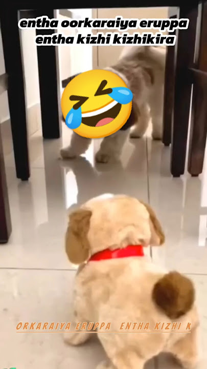 Pongal vera varuthu ottada adikkanum#cat #funny #pets#catlover #dogs#petlover #petlovers#shortsfeed