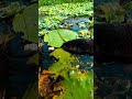 amazing hook fishing trap #hook #fishing #fishingvideo #fish #traditionalfishing #skills #shorts