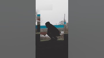 How To Properly Loop Your Videos #photography #videographer #filmmaker #youtubeshorts #shortsfeed