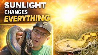 Celebrity Taking My Snakes Outside… The Colors Are INSANE! Wealth