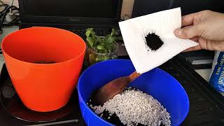 видео: Сажаем декабрист правильно. картинка: Сажаем декабрист правильно.