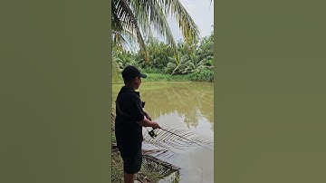 Câu chẻm mà dính cá lóc, quá đã cả nhà #2lăcmiêntây