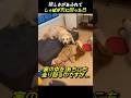 嬉しさがあふれて しっぽが先に回った日