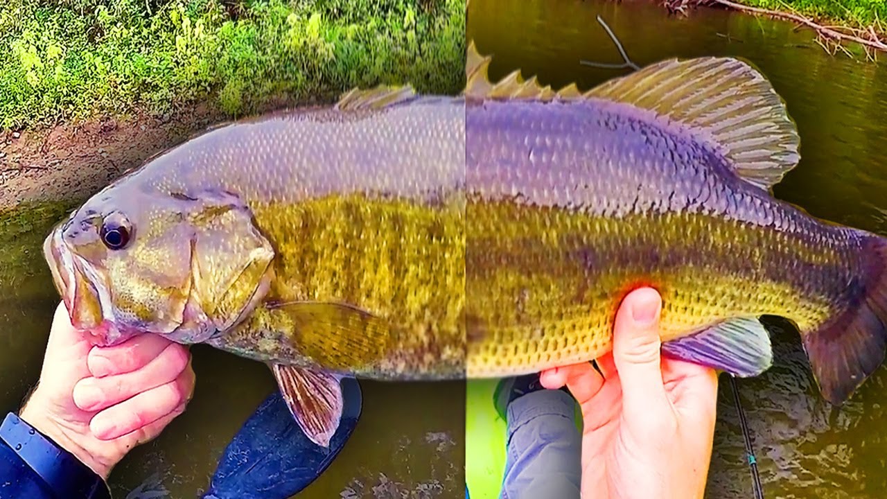 Fall Bass Fishing (In The Best Conditions For October Bass Fishing)