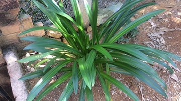 Hướng dẫn trồng và chăm sóc CÂY LÁ DỨA - Làm cảnh rất đẹp