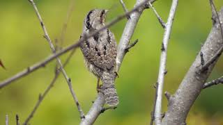 Wryneck (Jynx torquilla)