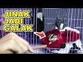 Inilah alasan jangan pernah pisah induk sugar glider jantan saat ada bayinya