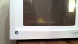 Exploding Peeps