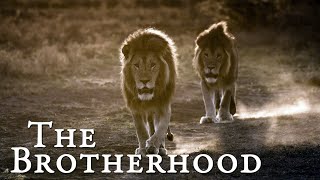 Lion Documentary - The Brotherhood | Wild Planet HD screenshot 3