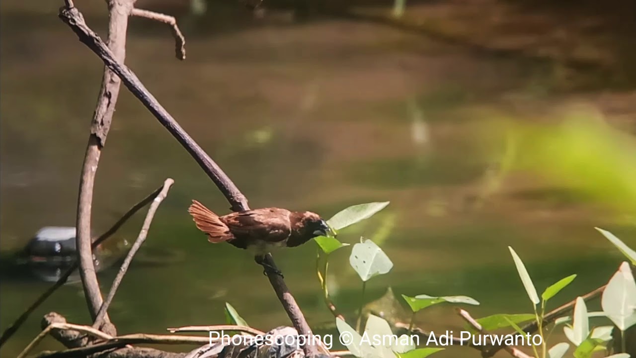 Bondol jawa, Lonchura leucogastroides | Javan Munia | Phonescoping by