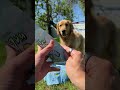 Talking all things PupGum with Founder and CEO of Spot And Tango!  #pupgumpartner TRY20 for 20% off