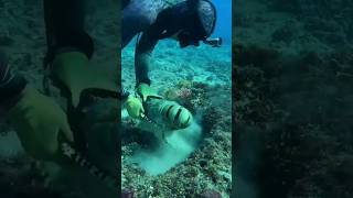 olha só o tamanho da lagosta. #shots #pesca #pescaria #lagosta
