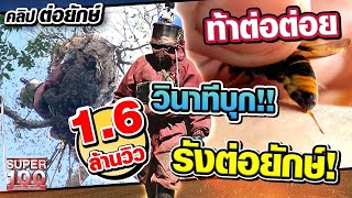 [ENG SUB] พรานบุญสมบูรณ์ ขอท้าต่อต่อย!! ลุ้นระทึกวินาทีบุกรังต่อยักษ์!! | SUPER100