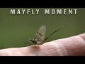 A Mayfly Moment