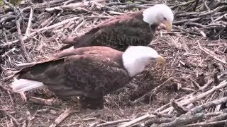 Decorah Eagles North- Mom And Dad Return To Nest