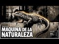 Lagartijas: Bioingeniería de Alto Rendimiento y Física Cuántica (Documental) 🦎⚡
