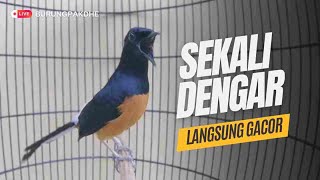 LIVE 🛑 ~ AMPUH buat PANCINGAN murai batu agar bunyi JADIKAN burung murai gacor EMOSI NYAUT