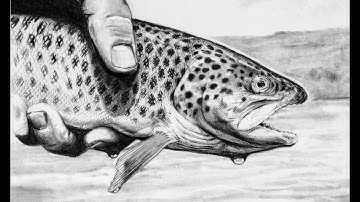 Brown Trout // Time Lapse Drawing