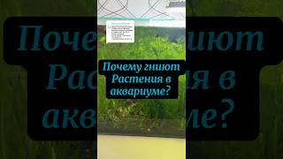 Гниют растения в аквариуме? | Причины почему не растут растения в аквариуме