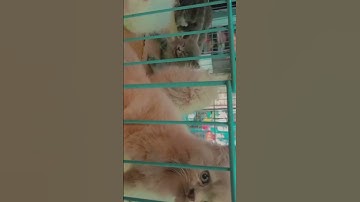 #funny #makeup #loop #cat  #satisfyingloop #skincare #ytcat  #endlessloop #perfectloop #catvideos