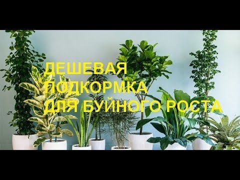 Вопрос: Как измерить скорость роста растений?