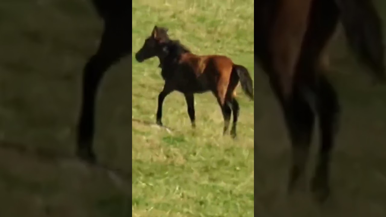 🐎Caballo Salvaje Galicia España #montaña #galiciacalidade #salvaje  #caballos #viral #shorts