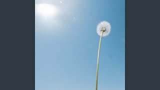 Headlights - horse