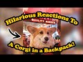 Hilarious Reactions to Internet-Famous Corgi in a Backpack