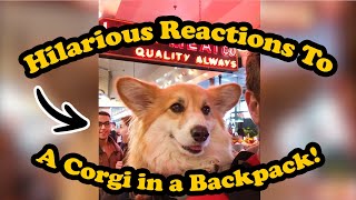 Hilarious Reactions to Internet-Famous Corgi in a Backpack