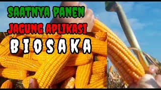 Time to harvest BIOSAKA corn #hanikchannel #biosaka screenshot 1
