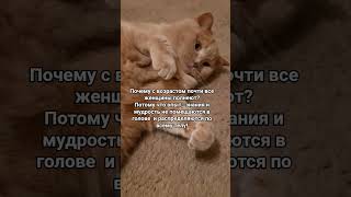 Почему полнеют #котмишель #cat #настроение #мем #кот #юмор #позитив #funnycats