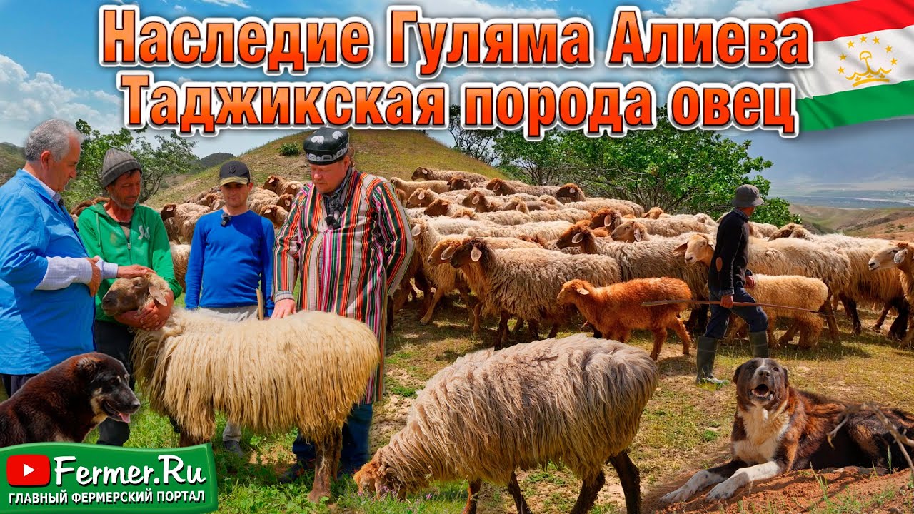 Мясосально-шёрстная таджикская порода овец – как её разводят в Таджикистане? Наследие Гуляма Алиева