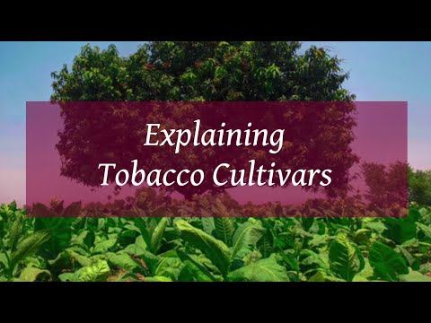 Video: Low-growing Varieties Of Scented Tobacco