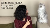 Kediler Zeytin Yer Mi Sasiracaksiniz Youtube