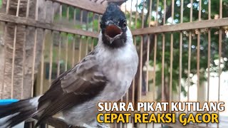 Kutilang Gacor NGGARUDA TARUNG seperti ini sangat Cepat memancing Kutilang LAIN Gacor,