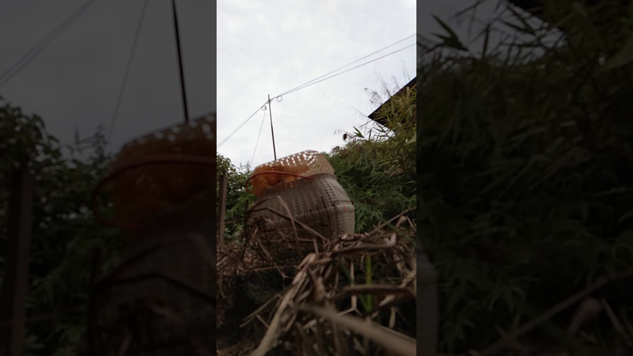 burung tekukur rajin 